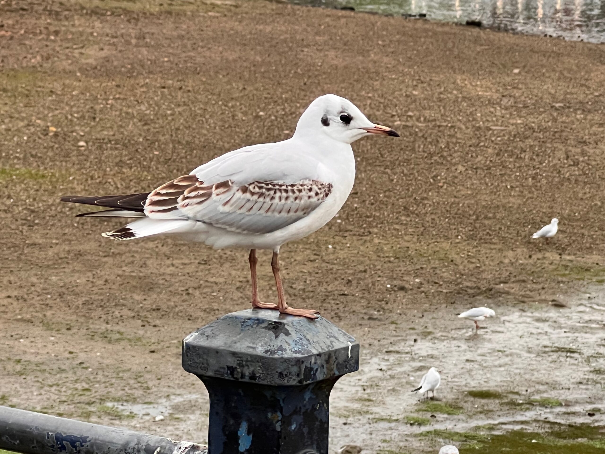 Young Gull photographed standing on railing with sandy background
