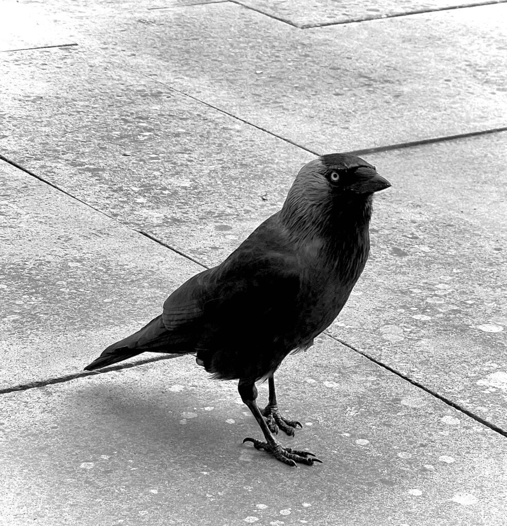 Photo of a jackdaw standing on the ground